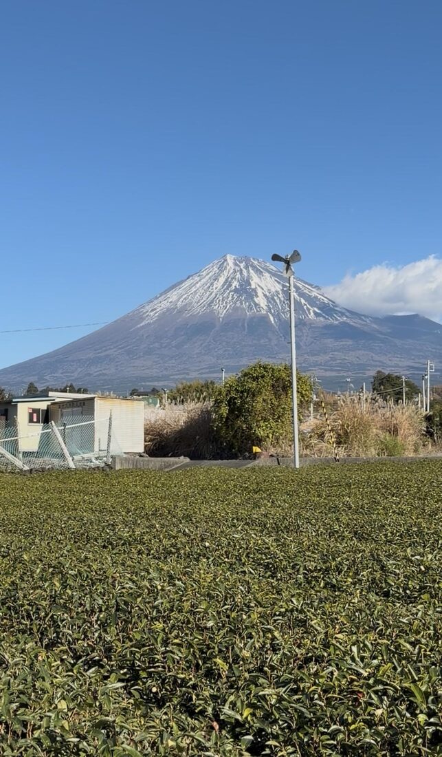 Tea farm under Mount Fuji